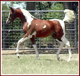 5 month old Pintabian Pinto Arabian Stallion Colt Foal