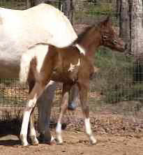 tobiano filly  2 weeks old