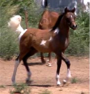 tobiano arabian filly 3 months old