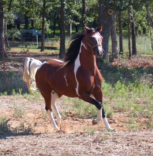 Black Arabian Gelding