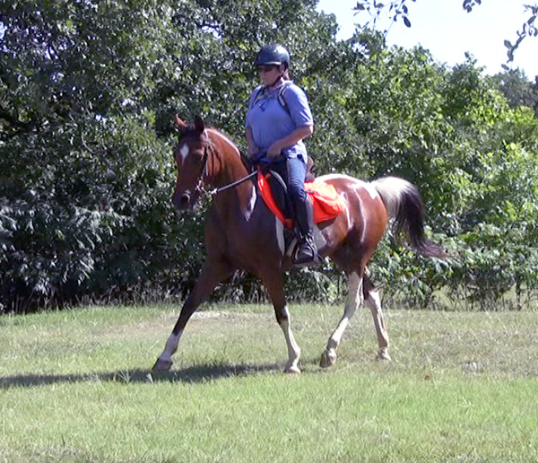 dressage hunter pinto arabian crabbet horse mare