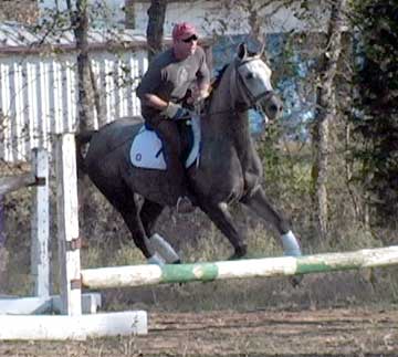Arabian Sport horse Mare Jumping