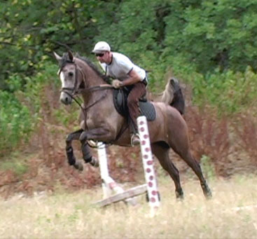 Arabian Mare Jumping