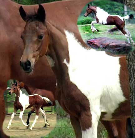 World Champion bred Tri Coloured Pinto Arabians Foals for sale