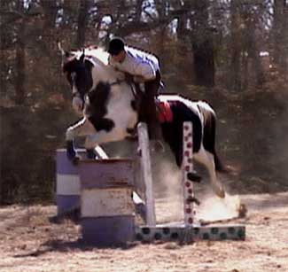 Black Tobiano Paint Stallion Jumping