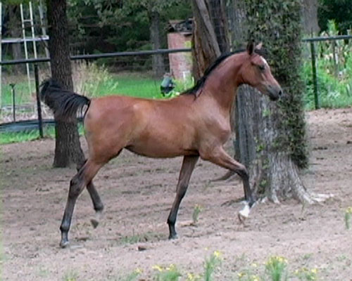 Pure Polish Arabian Filly 6 months old