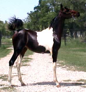 FAQ- Page for Cross Timbers Arabians and Pintos