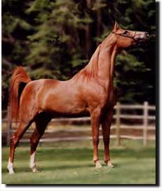 National Champion Padrons Psyche Arabian mare for sale, Texas, USA